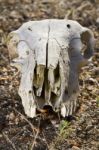 Jaw With Teeth Of Sheep Stock Photo