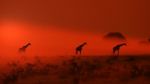 Giraffe - African Wildlife Background - Out Of The Dust Stock Photo