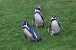 Humboldt Penguin (spheniscus Humboldti) Stock Photo