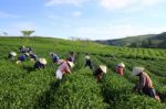 Dalat, Vietnam, June 30, 2016: A Group Of Farmers Picking Tea On A Summer Afternoon In Cau Dat Tea Plantation, Da Lat, Vietnam Stock Photo