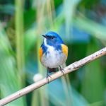 Male Himalayan Bluetail Stock Photo