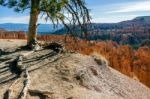 Tree Clinging To The Edge Of Bryce Canyon Stock Photo