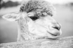 Alpaca In A Field. Black And White  Stock Photo