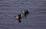 Beautiful Photo Of Two Coots Swimming In Lake Stock Photo