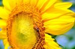 Bee On A Sunflower Stock Photo