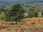 Exmoor Ponies Grazing In The  Ashdown Forest In Autumn Stock Photo