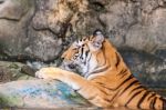 Bengal Tiger In The Water Stock Photo