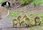 Postcard With A Family Of Canada Geese Staying Stock Photo