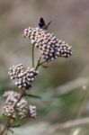 Common Blue Butterfly (zizina Otis Labradus) Stock Photo