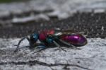 Cuckoo Wasp (chrysis Lusitanica) Stock Photo