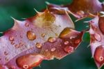 Red Leaves Mahonia Stock Photo