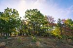 Forest Trail In The Fall Stock Photo