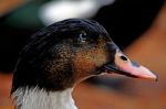 Side Profile Of Duck Stock Photo