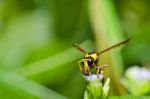 Wasp Stock Photo