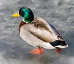 Isolated Photo Of A Mallard Walking On Ice Stock Photo