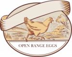 Hen Running Open Range Eggs Oval Drawing Stock Photo