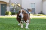 Basset Hound Stock Photo