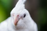 Portrait Of Cockatiel Close-up Stock Photo