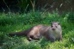 Eurasian Otter (lutra Lutra) Stock Photo