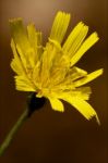 Hispidus Hieracium Sylvaticum Stock Photo