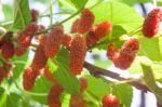 Red Mulberries On The Branch Stock Photo