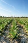 Aloe Vera Plantation Stock Photo