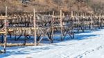 Stockfish Or Fish Drying In South Korea Stock Photo