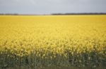 Field Of Canola Plants Stock Photo