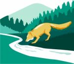 Fox Drinking River Creek Woods Square Retro Stock Photo