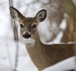 Beautiful Isolated Picture With A Wild Deer In The Snowy Forest Stock Photo