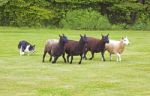 Dog And Sheep Stock Photo