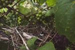 Close Up Of A Bird Nest Built Inside Grape Vines Stock Photo