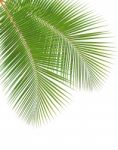 Coconut Leaf Isolated On White Background Stock Photo