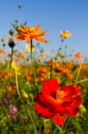 Cosmos Flowers Stock Photo