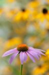 Purple Daisy Stock Photo