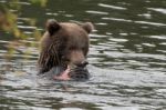 Bears In Katmai National Park, Alaska Stock Photo