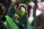 Unidentified Plant In Singapore Stock Photo