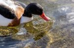 Common Shelduck (tadorna Tadorna) Stock Photo