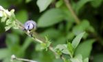 Chickadee Stock Photo