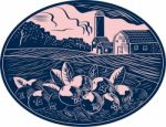 Cranberry Fruit Farm Oval Woodcut Stock Photo