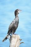 Little Cormorant Stock Photo