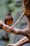 Fuengirola, Andalucia/spain - July 4 : White-rumped Shama (copsy Stock Photo