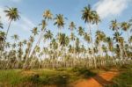 Palm Trees Stock Photo