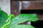 Fuengirola, Andalucia/spain - July 4 : Green Mamba (dendroaspis Stock Photo