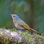 Female Rufous-bellied Niltava Stock Photo