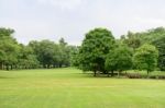 The Grass Field And The Tree Stock Photo