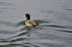 Beautiful Postcard With A Coot Swimming In Lake Stock Photo