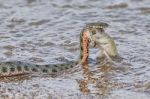 Snake River Natrix Reptil Stock Photo