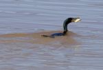 The Cormorant And His Big Fish Stock Photo