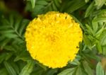 Marigold Flower Stock Photo